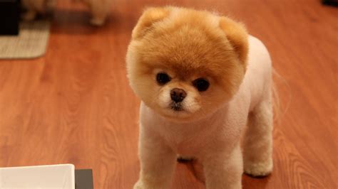 Cute Boo Dog Sfondi Gratuiti Per Desktop 1920x1080 Full Hd