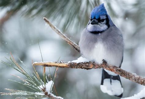 14 Fun And Interesting Facts About Blue Jays 2023 Pet Lovers