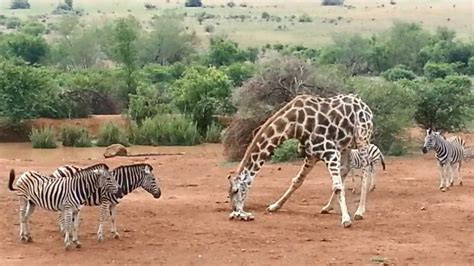 Giraffe And Zebra Play Fight Youtube