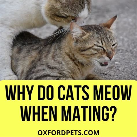 Why Do Cats Meow When Mating 10 Ways To It Better Oxford Pets
