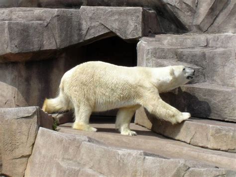Milwaukee Wi Polar Bear At Milwaukee Zoo Photo Picture Image