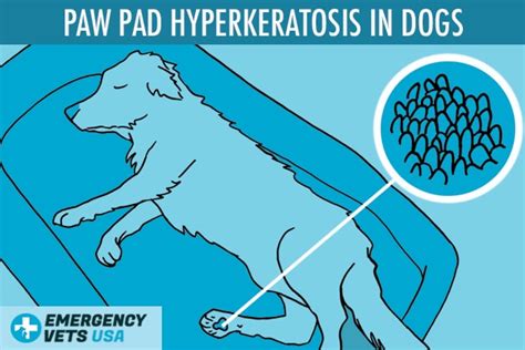 How To Treat Hyperkeratosis In Dogs