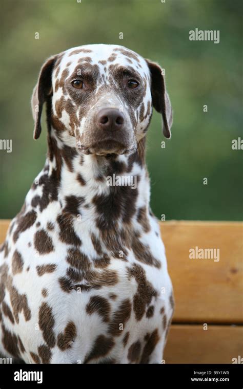 Dalmatian Dog With Brown Spots Stock Photo Alamy