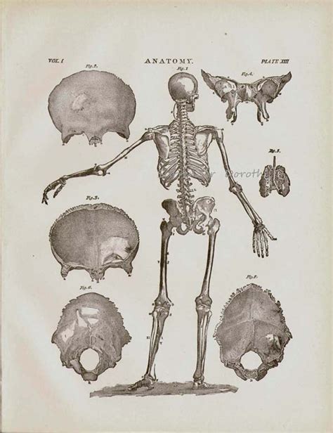 Human Anatomy Skeletal System Posterior View With Skulls 1892 Etsy