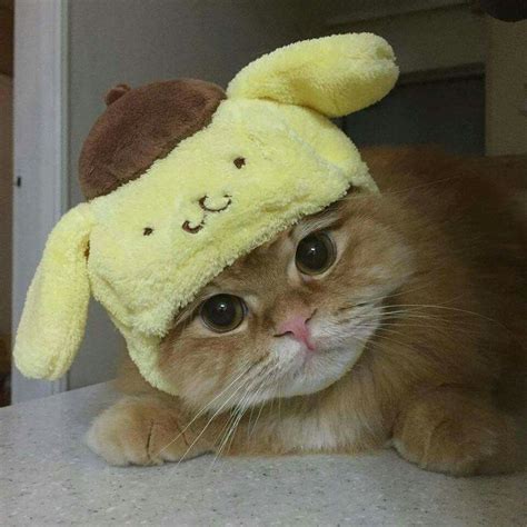 An Orange Cat Wearing A Yellow Stuffed Animal Hat