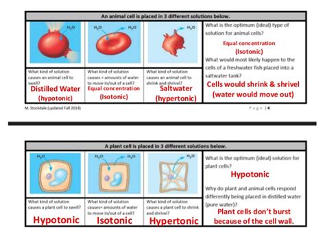 Why does plant cell shrink when kept in hypertonic solution. Biology eoc review (with extra questions) jan 2015