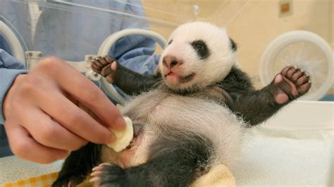 Panda Poop Paper Making Tradition Revived In China