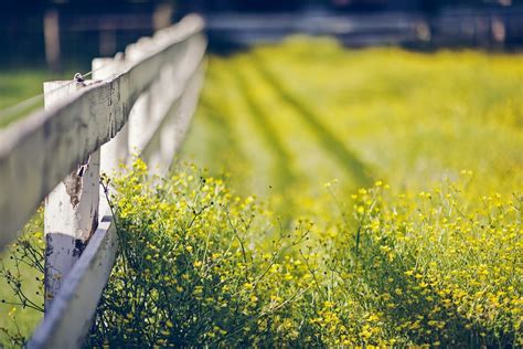 Wallpaper 1920x1280 Px Depth Of Field Fence Flowers Macro