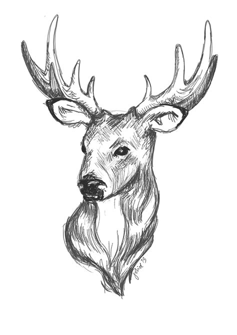 Deer Picture Drawing At Getdrawings Free Download