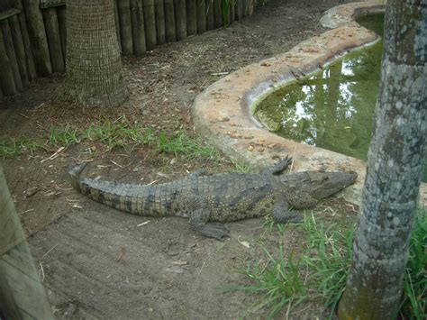 Sv Enigma St Augustine Alligator Farm And Zoological Park