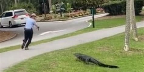 Video Fisherman Charged At By Alligator From South Carolina Pond Fox