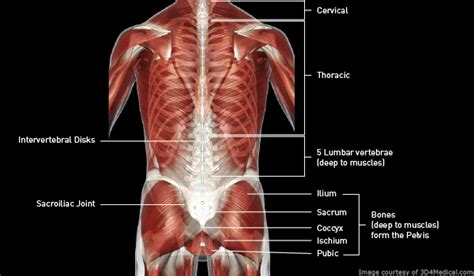 Lower Back Female Muscle Anatomy