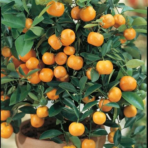 Dwarf Calamondin Calamans Orange Citrus Tree 5 Seeds Etsy