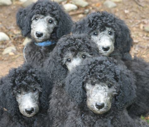 Clifton Standards Raises Standard Poodles For Show But Most Of All To