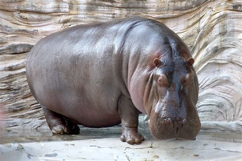 Hippopotamus Wikipedia