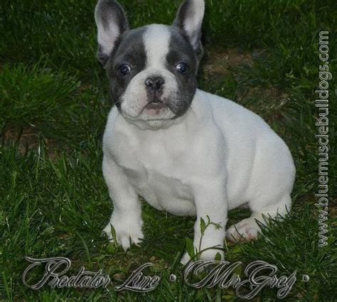 Click here to view american bulldogs in arizona for adoption. MR GREY *** Beautiful Blue AKC French bulldog ! for Sale ...