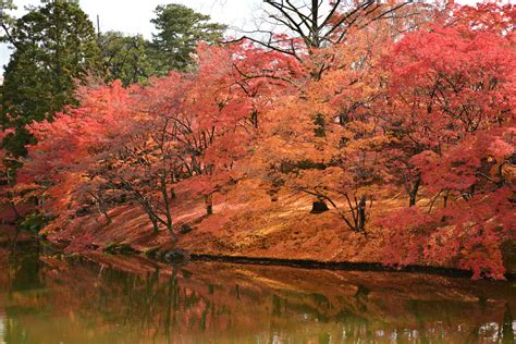 Fond Décran Japon Jardin Branche Japonais Kyoto Arbre L