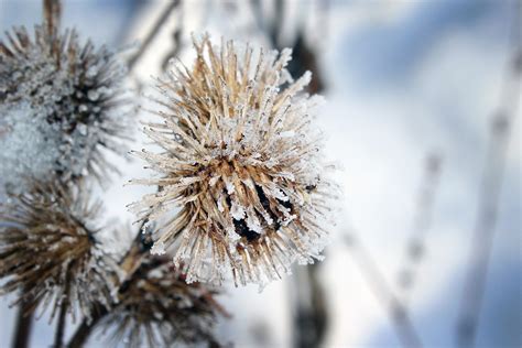 Free Photo Frost Snow Nature Plant Dry Free Image On Pixabay