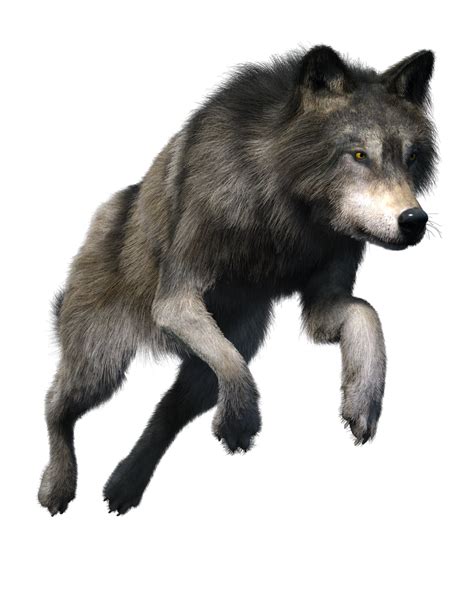 Free Stock Png Wolf By Artreferencesource On Deviantart