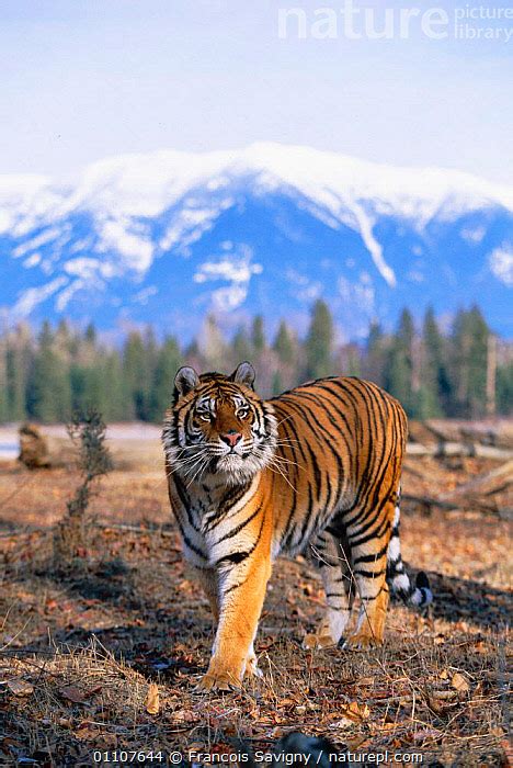 Stock Photo Of Siberian Tiger Portrait Panthera Tigris Altaica