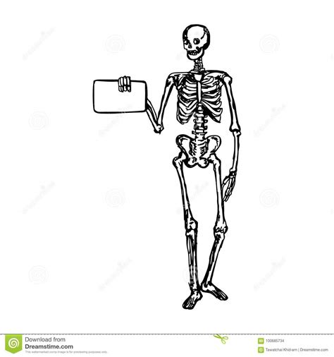 skeleton fill in the blank skeletal system worksheet bones diagram by bfateachtools tpt