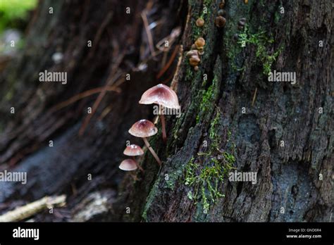 Mushrooms Grow On A Wet Tree Trunk In Forest Stock Photo Alamy