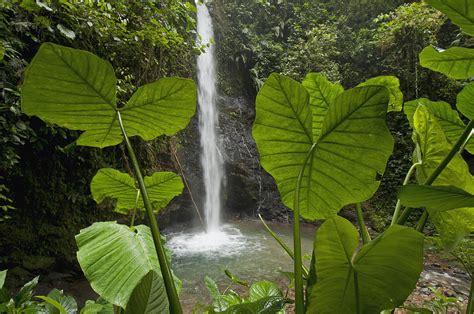 Waterfall In Lowland Tropical Rainforest Photograph By