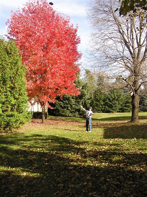 Autumn Blaze Maple Knechts Nurseries And Landscaping