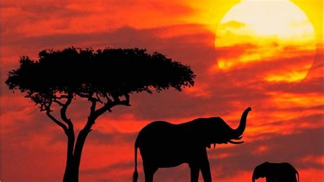 Free Download High Definition Wallpaper Club African Sunset Wallpapers