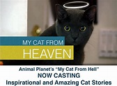 My Cat From Heaven - The Purrington Post