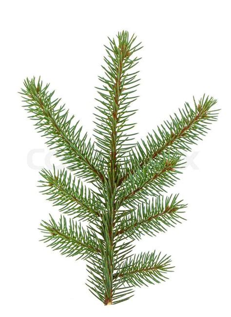 Pine Tree Branch Isolated On White Stock Photo Colourbox