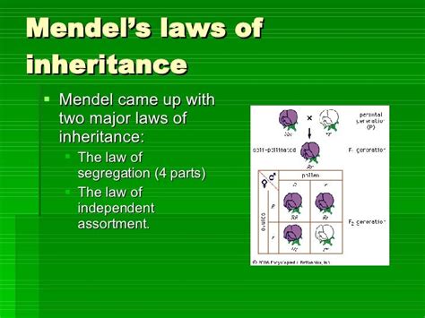 Mendels Law Of Inheritance