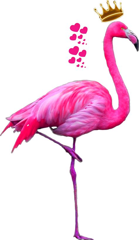 Flamingo Transparent Png Clipart Cute Flamingo Pink Flamingo Images Images