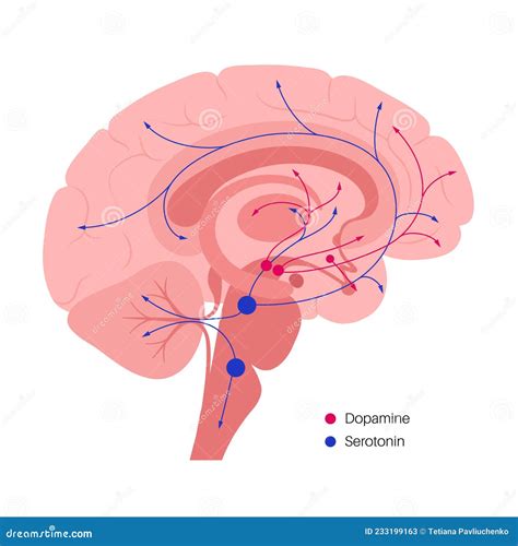 Serotonin And Dopamine Pathway Stock Vector Illustration Of Vector Neocortex 233199163