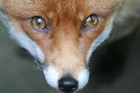 Ryan Birchall Photography Close Up Animal Photography