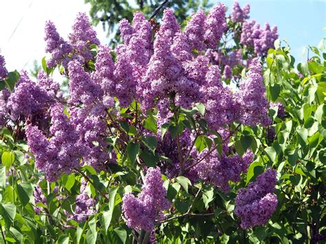 How And When To Prune Lilacs In 2020 Lilac Bushes Lilac