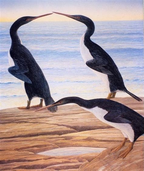 Giant Prehistoric Penguins Evolved During The Dinosaur Age Live Science