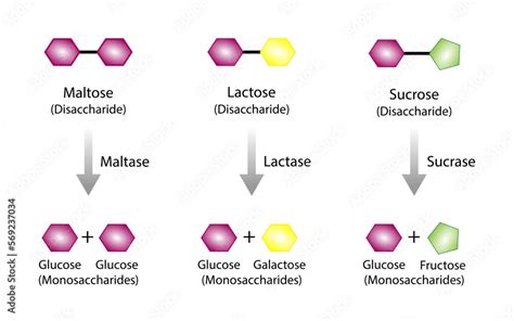 Vecteur Stock Carbohydrates Digestion Maltase Sucrase And Lactase