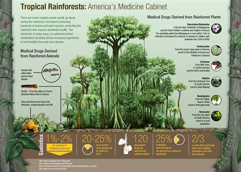 Tropical Rainforest Visually