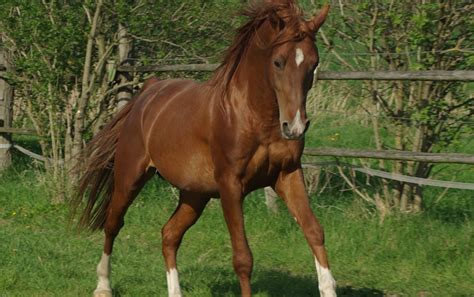 Care for your horse at the horse stable with araber. Shagya-Araber: Arche Austria - Verein zur Erhaltung ...