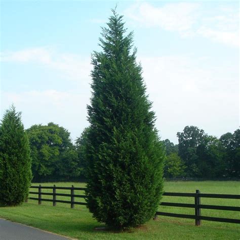 Cypress Tree Facts Types Identification Diseases Pictures