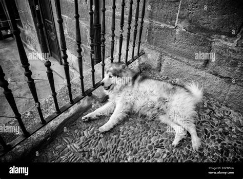 Detail Of Domestic Dog Resting On The Street Pet And Friend Stock