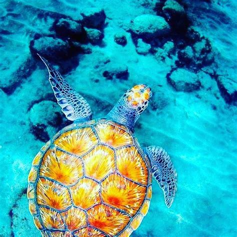 Incredible Shot Reposting Harlynsummer Turtle Love