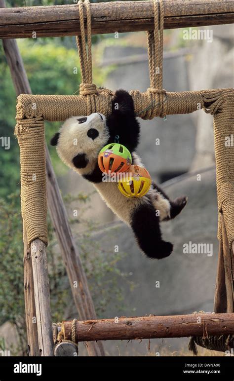 Giant Panda Ailuropoda Melanoleuca Chengdu Breeding And Research Base