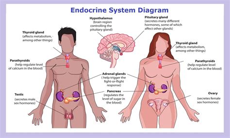 In this article we will discuss about the normal microflora of different parts of human body. Endocrine System: Function & Diseases of the Endocrine ...