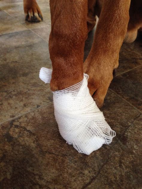 Can I Put Liquid Bandage On My Dogs Paw