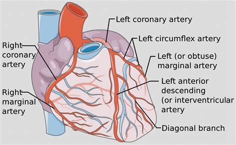 Arteries Diagram Coronary Arteries How It Works Image