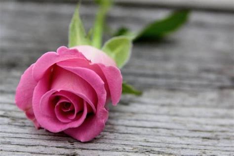 Gambar Bunga Mawar Pink Setangkai Mawar Pink Wallpaper Bunga Mawar
