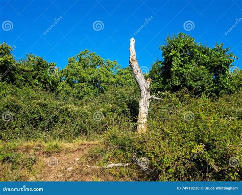 Dried Tree On Green Mountain Stock Photo Image Of Foliage Dense