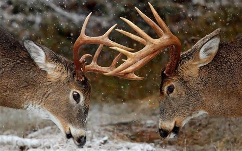 Whitetail Deer Wallpaper Screensaver Images